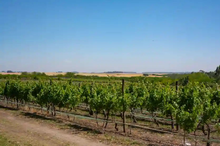 Disfrutá del day tour premium de Los Cerros de San Juan